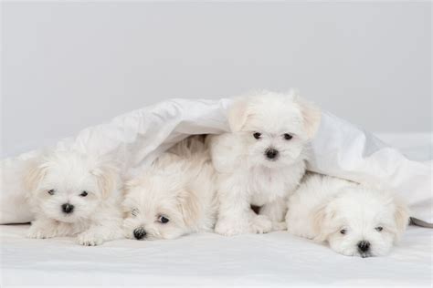 Top 5 Teacup Maltese Breeders That You Can Trust