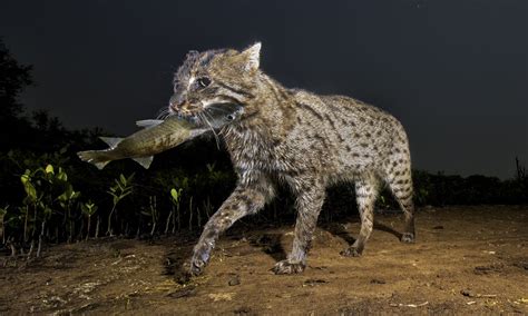 By saving this adorable, elusive wild cat, you could help save the planet (really!) | Wild cats ...