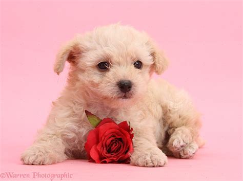 🔥 [98+] Free Puppy Valentine Wallpapers | WallpaperSafari