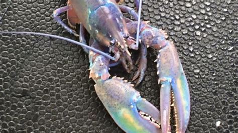 Rainbow coloured lobster caught by Nova Scotia fisherman | CBC News