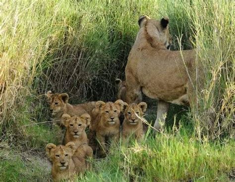 Lion Cubs – Bambou Tours Africa