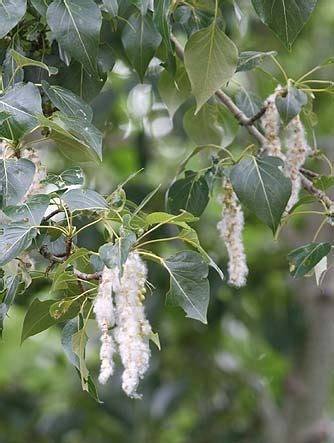 Black cottonwood tree pictures