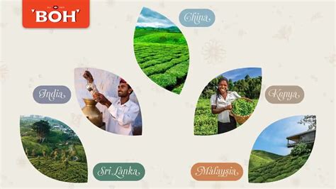 Tea Producing Countries Across the Globe - Boh Tea