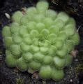 Pinguicula cyclosecta - Wikimedia Commons