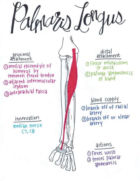 Palmaris Longus | Muscle anatomy, Anatomy, Medical anatomy