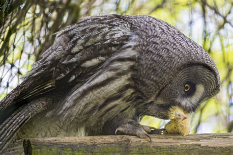 Keeping Owls as Pets: Is It Legal? - PetHelpful