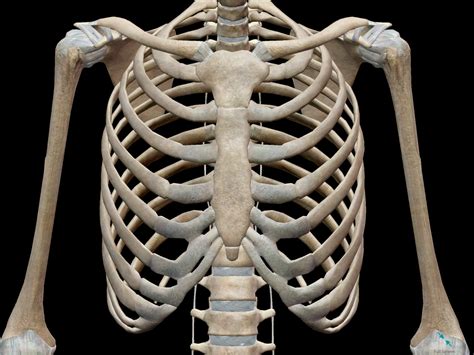 3D Skeletal System: Bones of the Thoracic Cage