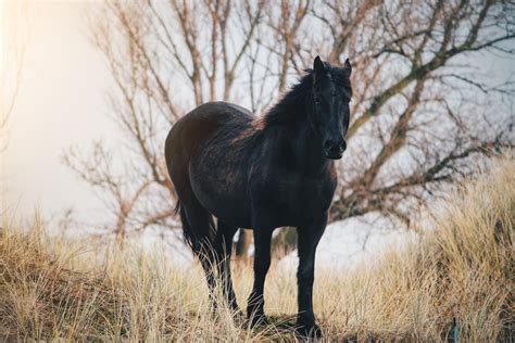 Black Horse Symbolism (Dream & Spirit Animal)