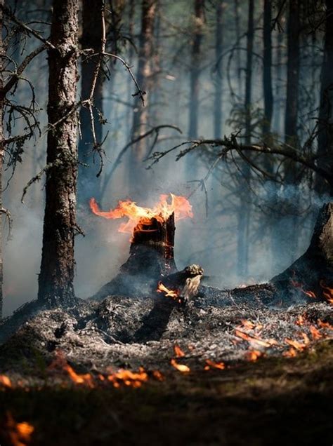 This is another aftermath of forest fire. We cause damage on trees, which could hurt us in the ...