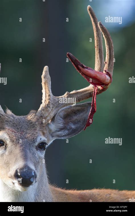 White-tailed Deer (Odocoileus virginianus) buck shedding velvet on antlers, western Montana ...