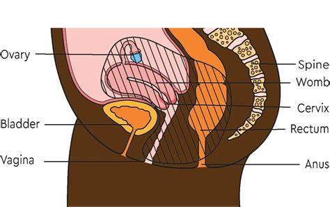 posterior pelvic exenteration - meddic