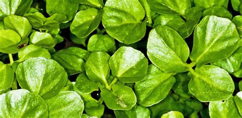 Watercress | Nasturtium officinalis | SUBA SEEDS COMPANY Spa