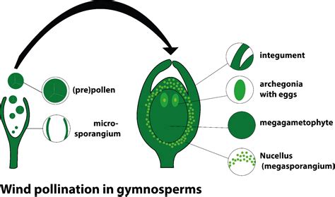 In gymnosperm, the pollination is(a) Anemophilous-micropylar(b ...