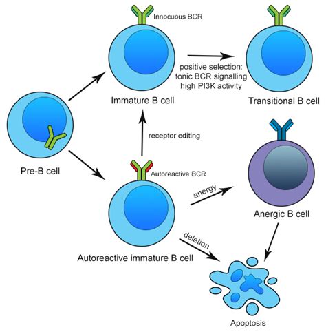 IJMS | Free Full-Text | B Cells in Primary Membranous Nephropathy ...