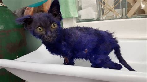 The Tale of Smurf the Cat, Who Was Dyed Purple and Now Recovering From ...