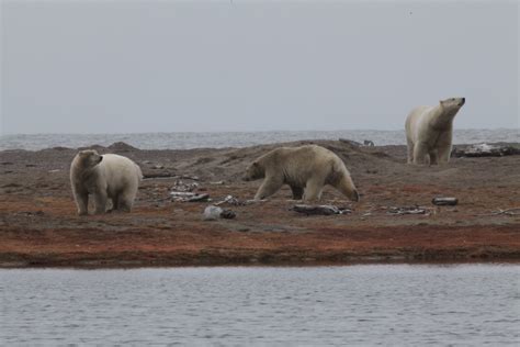 Wild Alaska - National Geographic for everyone in everywhere