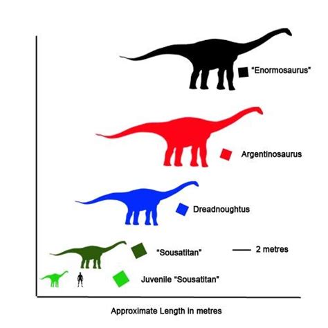 Comparing the size of different Titanosaurs. A new Titanosaur dinosaur ...