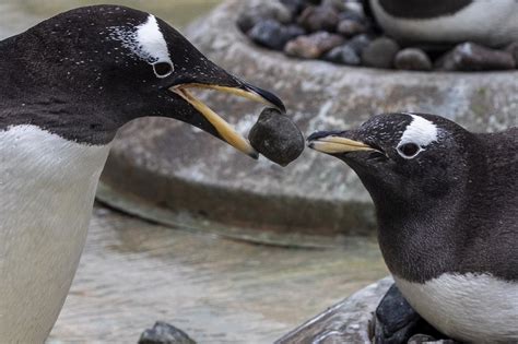 This penguin mating ritual ‘rocks’ (Video) | New York Post