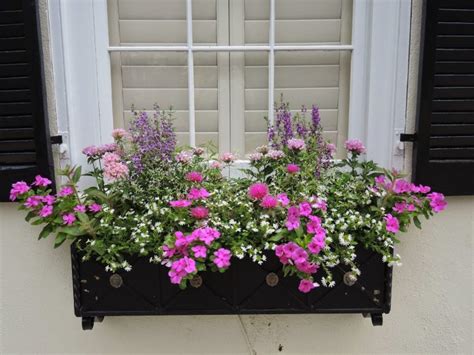 The Best Plants For Wonderful Spring Window Boxes - Top Dreamer