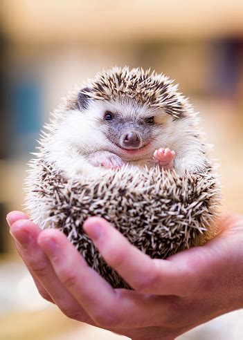 Smiling Hedgehog Stock Photo - Download Image Now - iStock