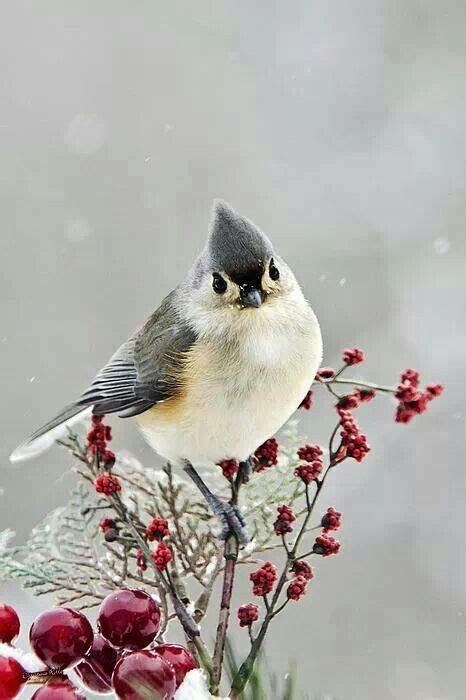 Cute Winter Bird - Tufted Titmouse Greeting Card for Sale by Christina Rollo | Bird pictures ...