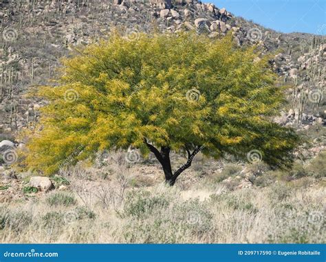 Honey Mesquite Tree Winter Stock Photos - Free & Royalty-Free Stock Photos from Dreamstime