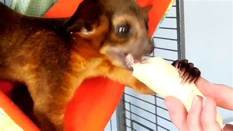 Kinkajou Eating a Banana - YouTube