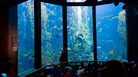 Monterey Bay Aquarium Overnigt