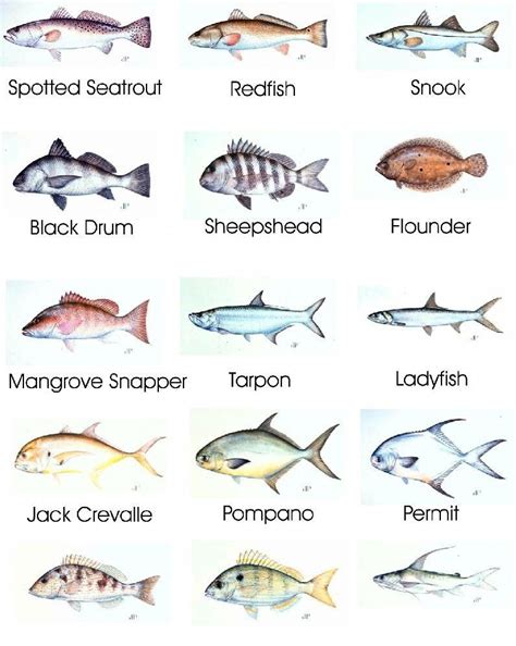 saltwater fishing chart #saltwaterfishingtips | Saltwater fishing, Fish chart, Salt water fishing