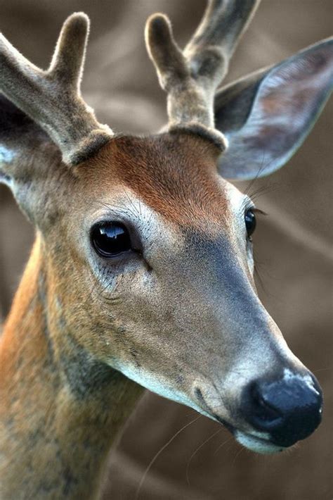 Deer. They have the softest muzzles and antlers (when they're in velvet). Beautiful Creatures ...