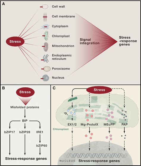 Figure 1 from Abiotic Stress Signaling and Responses in Plants | Semantic Scholar