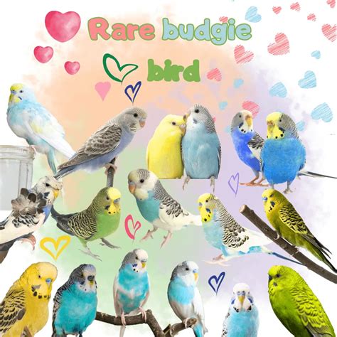 rarest budgie color Archives - Green cheek