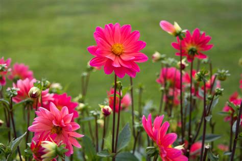 Free stock photo of flowers, nature, pink