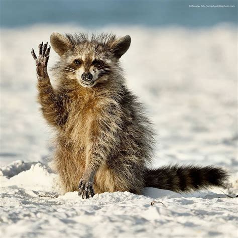 Comedy wildlife photo finalists are every bit as silly as you'd hope ...