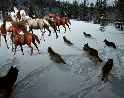 the pack of wolves hunting down a herd of horses - Wolves Fan Art ...