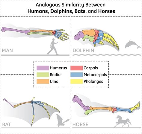 These Examples of Analogous Structures Will Surely Surprise You