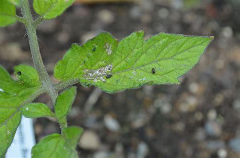 Gardens + Insects: Black Bugs on Tomato Plant Revisited - ANSWERED