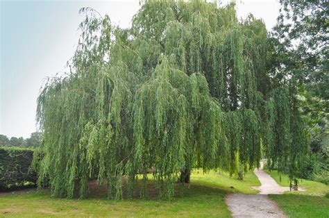 Willow Hybrid Trees Buying & Growing Guide | Trees.com