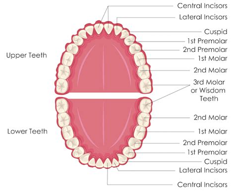 The names of the teeth | Mediologiest