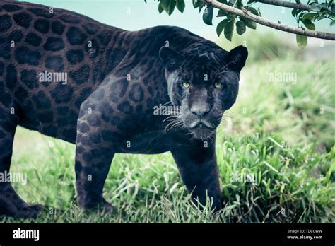 Black Panther Animal Hd Images - Goimages 411