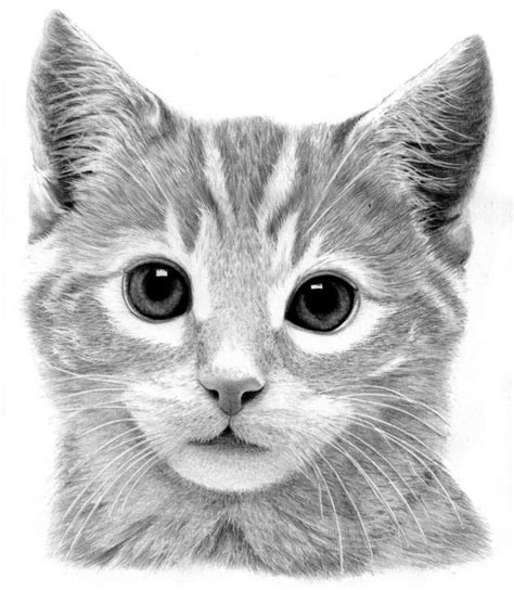Exemples Et Tutoriels Comment Dessiner Un Chat Realistic Cat | My XXX Hot Girl