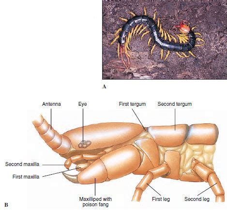 Chilopoda Anatomy