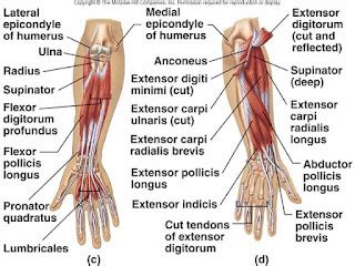 Tom's Physiotherapy Blog: Finger and Hand Anatomy, and Grip