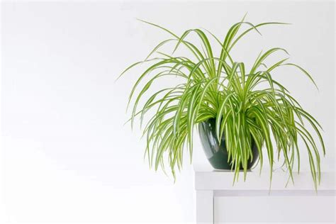 13 Spider Plant Benefits For Home & Office | Houseplant Alley