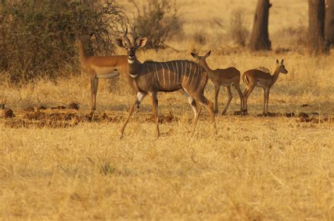 Special species - lesser kudu - A Step Ahead