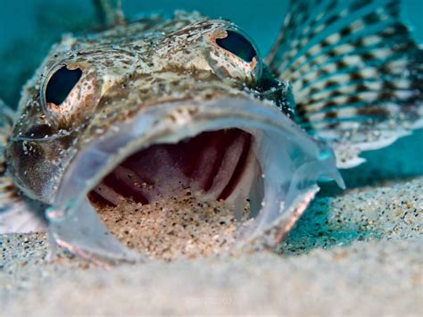 crocodile fish – OK Divers Photography