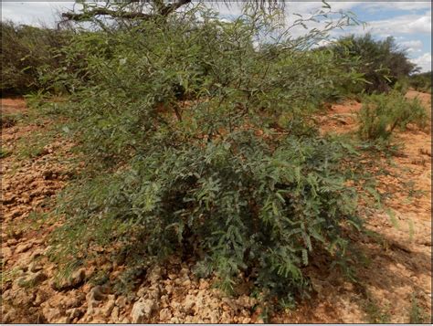 Why You Need To Know About The Honey Mesquite Tree.