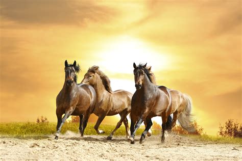 Mustang Horse Wallpapers - Wallpaper Cave