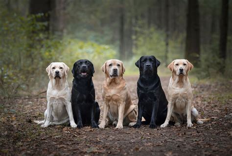 11 Breeds That Are Similar to Labs: Labrador Lookalikes!