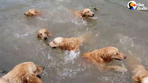 So Many Golden Retrievers Go Swimming - YouTube